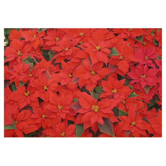 Poster En Bois Red Poinsettias I Christmas Holiday Floral Photo (Devant)