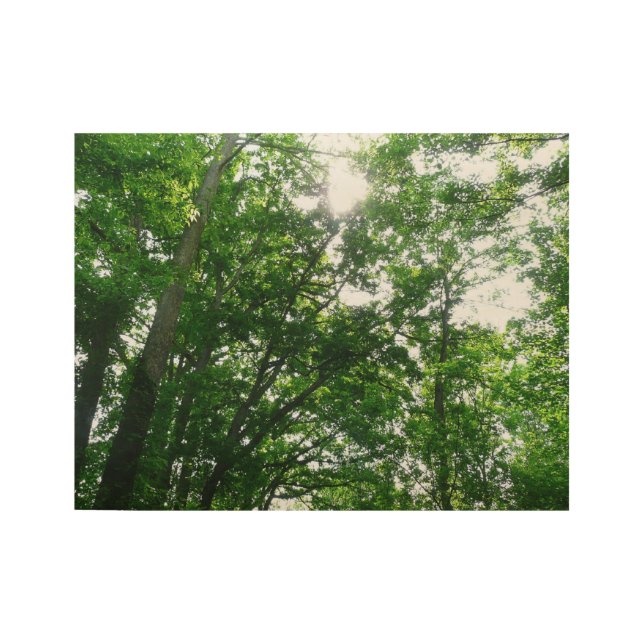 Poster En Bois Regard sur les arbres d'été (Devant)