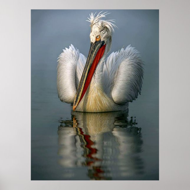 Poster en colère Pelican L (Devant)