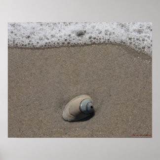 Poster en coquille de plage