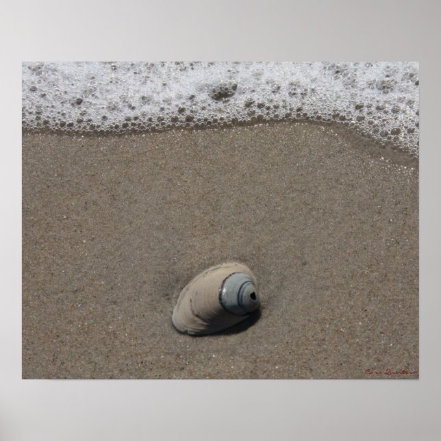 Poster en coquille de plage (Devant)