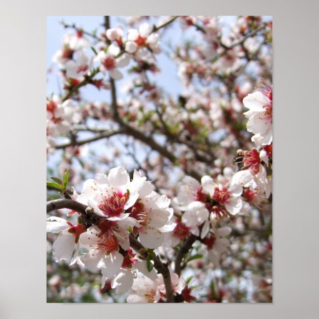 Poster en fleurs d'arbre rose (Devant)