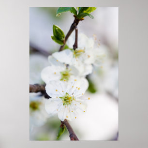 Poster en fleurs de cerisier/imprimé de toile