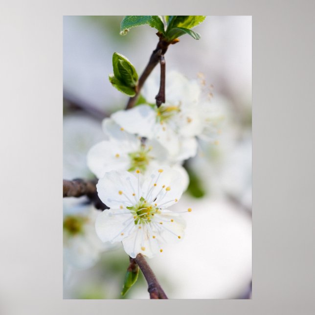 Poster en fleurs de cerisier/imprimé de toile (Devant)