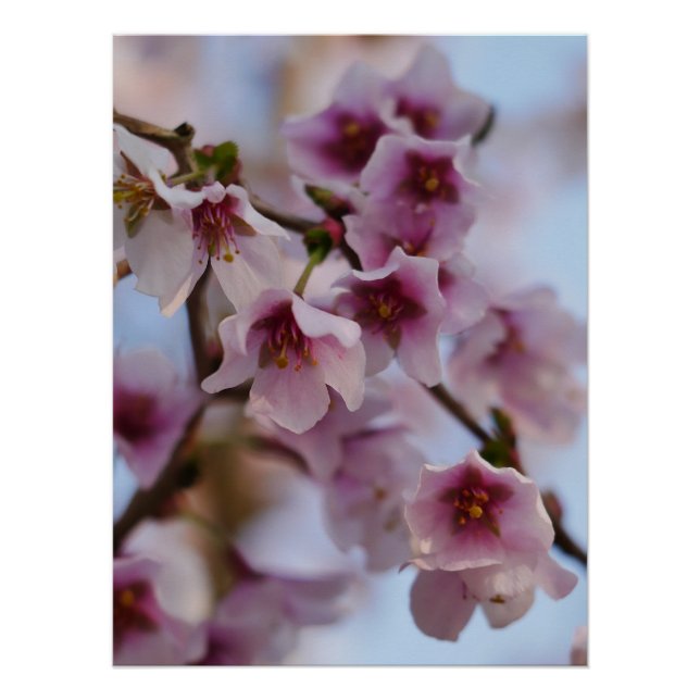Poster en fleurs de cerisier rose (Devant)