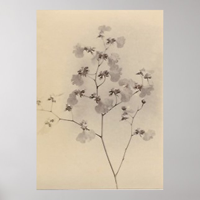 Poster en fleurs de cerisiers japonais (Devant)