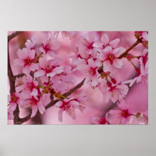 Poster en fleurs de cerisiers japonais rose