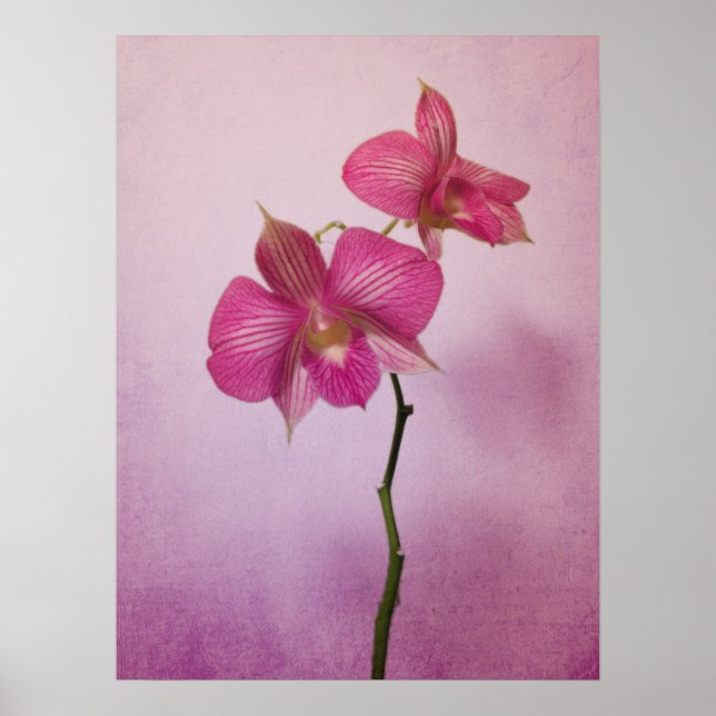 Poster en fleurs rose orchidée Imprimer (Devant)