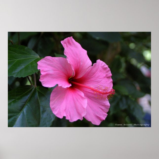 Poster En floraison (Devant)