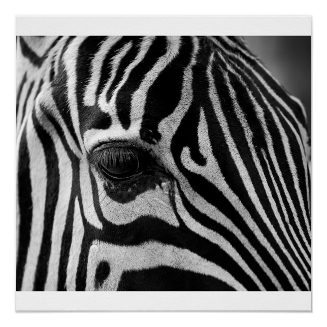 Poster en noir et blanc Zebra Head (Devant)