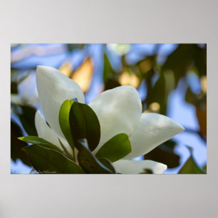 Poster en verre Stainverre Sky Southern Magnolia I