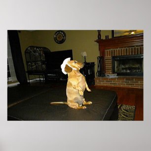 Poster encadré de Joli Dachshund
