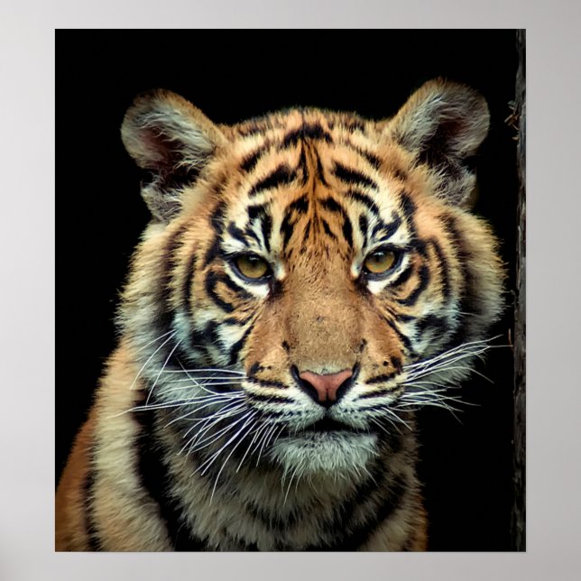 Poster Endangered Tiger Cub (Devant)