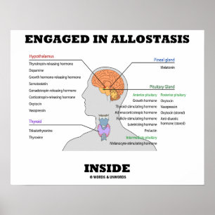 Poster Engaged In Allostasis Inside (Endocrine Hormones)
