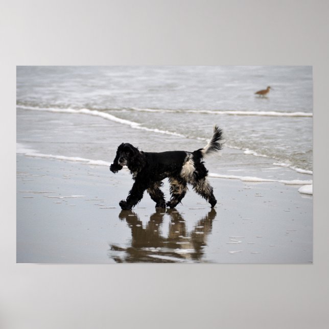 Poster English Cocker Spaniel sur la plage (Devant)