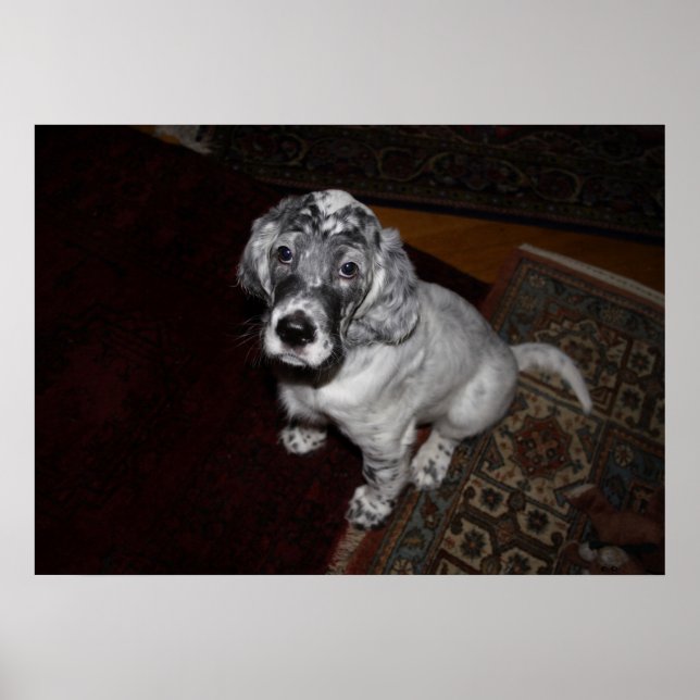 Poster English Setter Puppy (Devant)