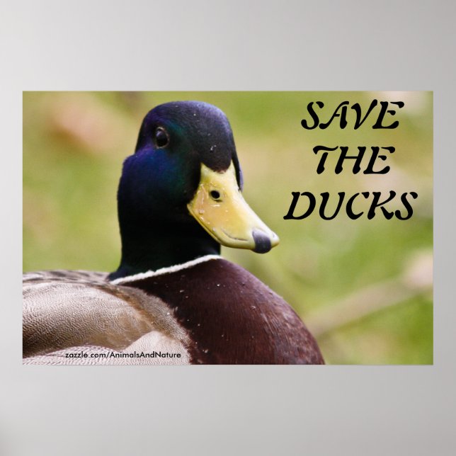 Poster Enregistrer L'Affiche Des Canards (Devant)