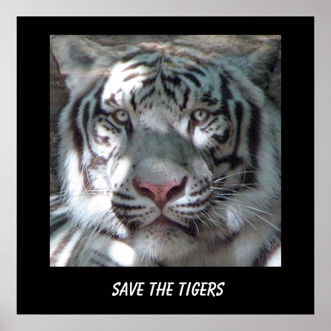 Poster Enregistrer l'affiche du tigre (Devant)