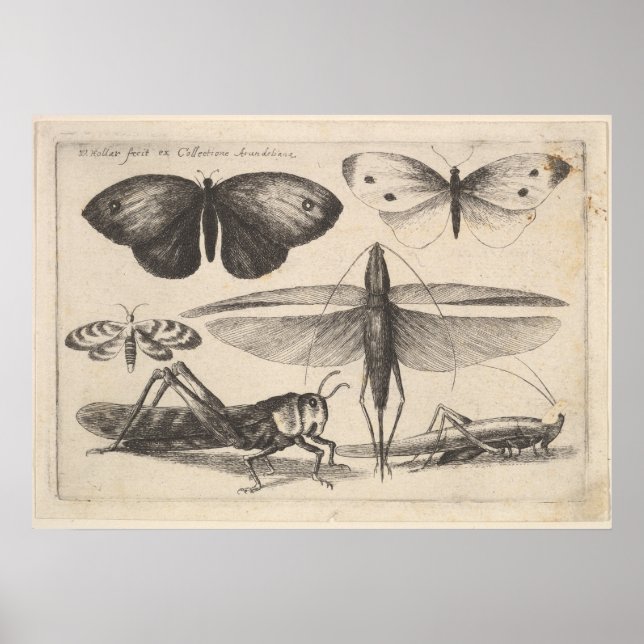 Poster Entomologie vintage des sauterelles (62) (Devant)