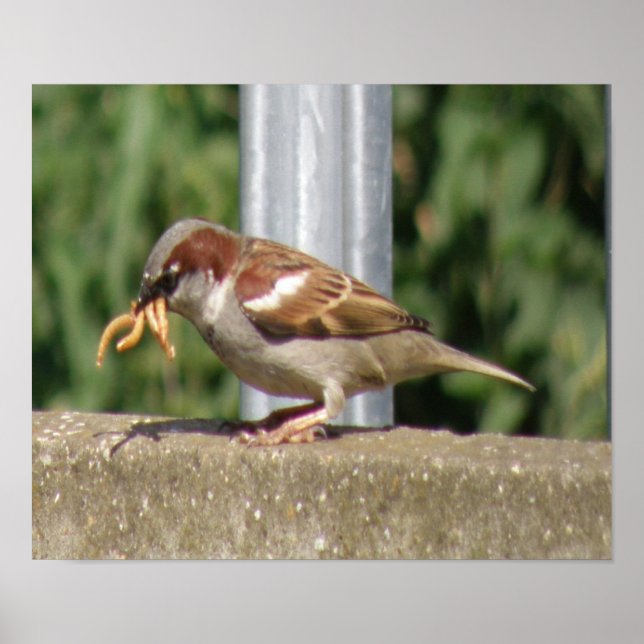 Poster Épervier gourmand avec gruau à la galore Imprimer (Devant)