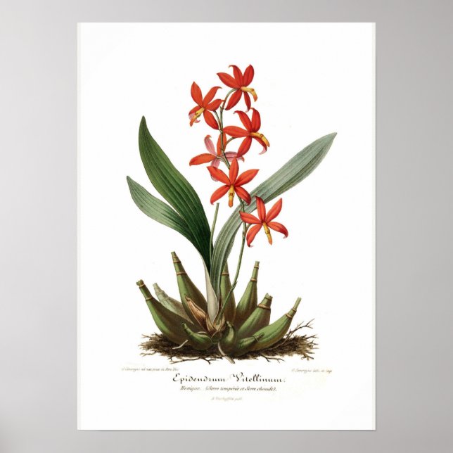 Poster Epidendrum vitellinum (Devant)