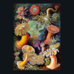 Poster Ernest-Haeckel<br><div class="desc">Les anémones de mer sont un groupe d'animaux prédateurs de l'ordre Actiniaria qui vivent dans l'eau. Ils portent le nom de l'anémone, une fleur terrestre. Les anémones de mer sont classés dans le phylum Cnidaria, classe Anthozoa, sous-classe Hexacorallia.[1] Les anthozoaires ont souvent de grands polypes qui permettent la digestion de...</div>