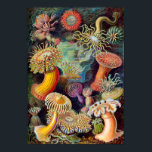 Poster Ernest-Haeckel<br><div class="desc">Les anémones de mer sont un groupe d'animaux prédateurs de l'ordre Actiniaria qui vivent dans l'eau. Ils portent le nom de l'anémone, une fleur terrestre. Les anémones de mer sont classés dans le phylum Cnidaria, classe Anthozoa, sous-classe Hexacorallia.[1] Les anthozoaires ont souvent de grands polypes qui permettent la digestion de...</div>