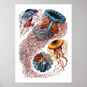 Poster Ernst Haeckel