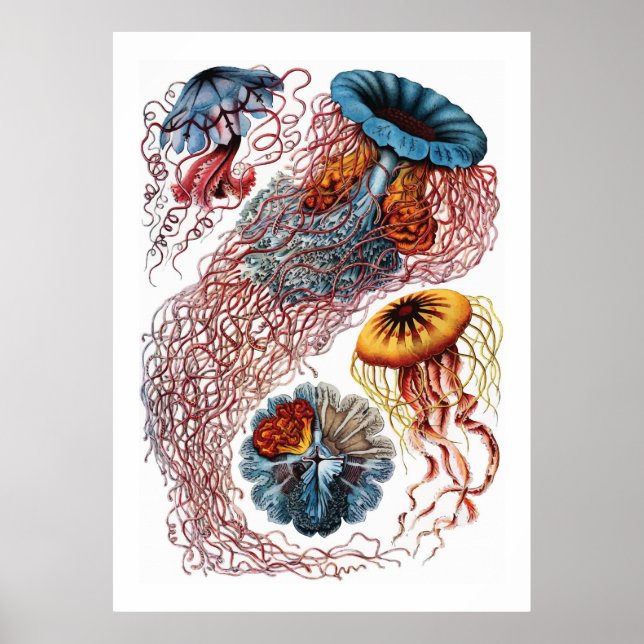 Poster Ernst Haeckel (Devant)