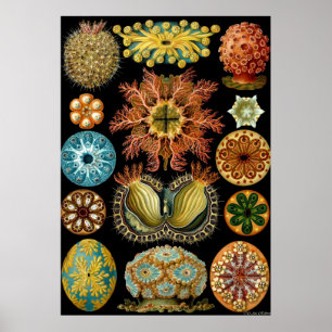 Poster Ernst Haeckel ~ Actiniae