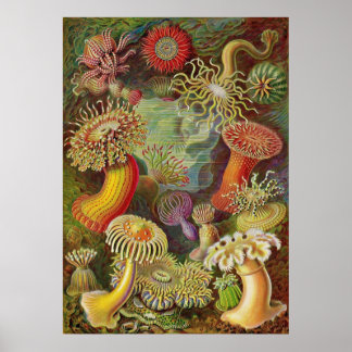 Poster Ernst Haeckel - Actiniae Anemones