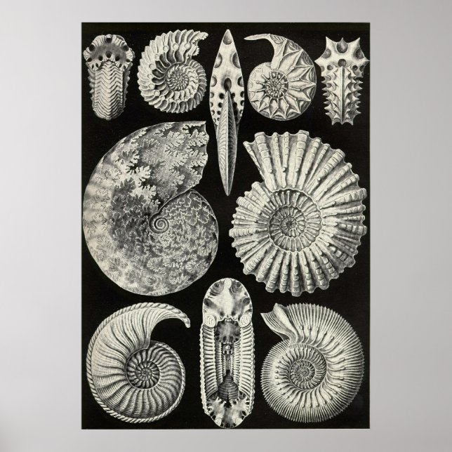 Poster Ernst Haeckel - Ammonitida (Devant)