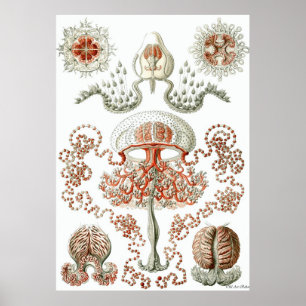 Poster Ernst Haeckel ~ Anthomedusae