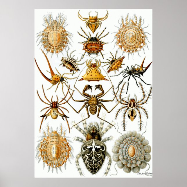 Poster Ernst Haeckel ~ Arachnida (Devant)