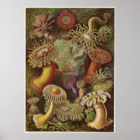 Ernst Haeckel Art Imprimer : Actiniae