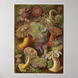 Poster Ernst Haeckel Art Imprimer : Actiniae