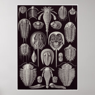 Poster Ernst Haeckel Art Imprimer : Aspidonia
