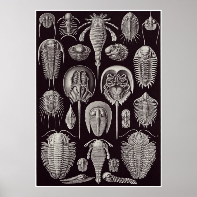 Poster Ernst Haeckel Art Imprimer : Aspidonia (Devant)