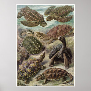 Poster Ernst Haeckel Art Imprimer : Chelonia