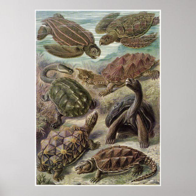 Poster Ernst Haeckel Art Imprimer : Chelonia (Devant)