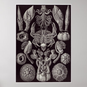 Poster Ernst Haeckel Art Imprimer : Cirripedia
