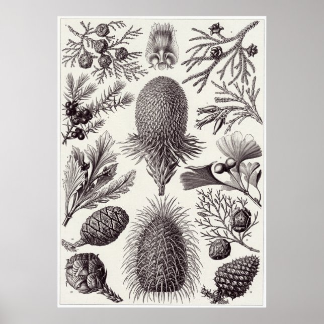 Poster Ernst Haeckel Art Imprimer : Coniferae (Devant)
