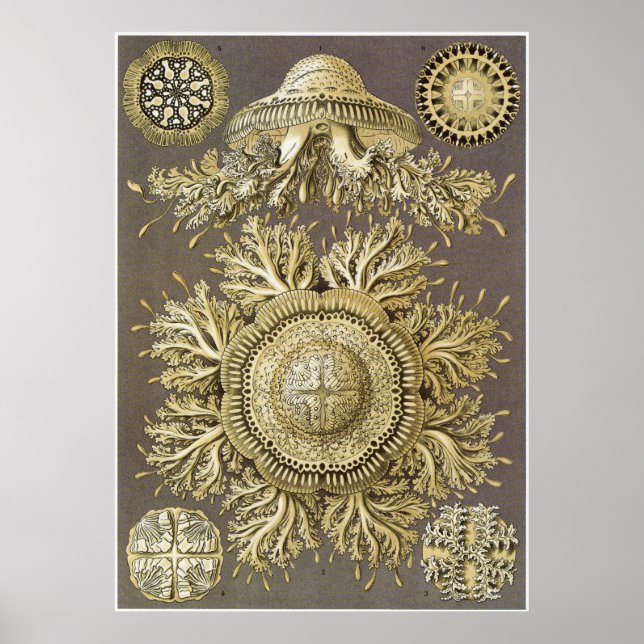 Poster Ernst Haeckel Art Imprimer : Discomedusae (Devant)