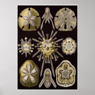 Poster Ernst Haeckel Art Imprimer : Echinidea