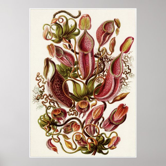 Poster Ernst Haeckel Art Imprimer : Nepenthaceae (Devant)