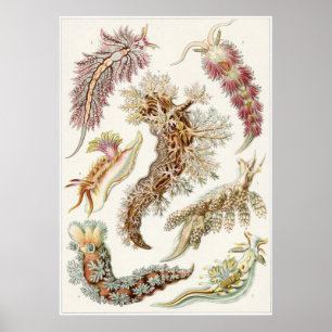 Poster Ernst Haeckel Art Imprimer : Nudibranchia