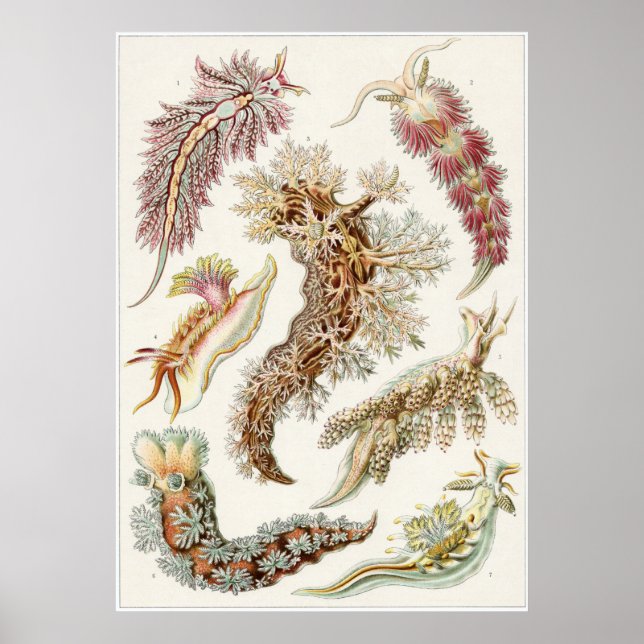 Poster Ernst Haeckel Art Imprimer : Nudibranchia (Devant)