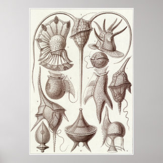 Poster Ernst Haeckel Art Imprimer : Peridinea