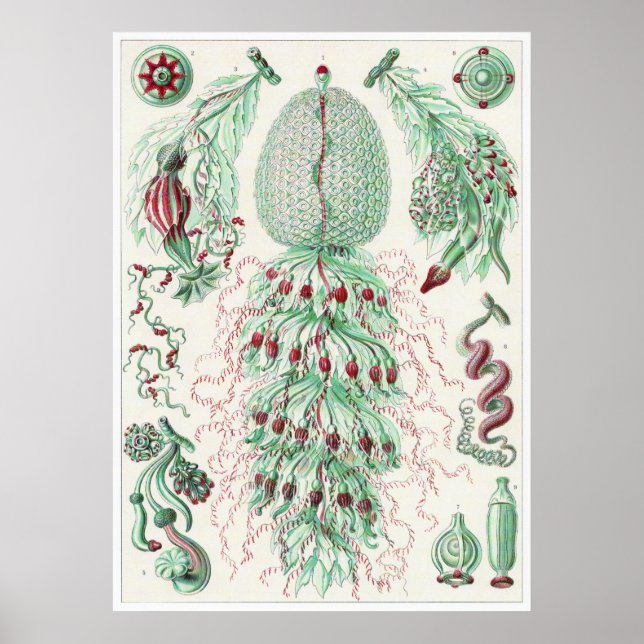 Poster Ernst Haeckel Art Imprimer : Siphonophorae (Devant)