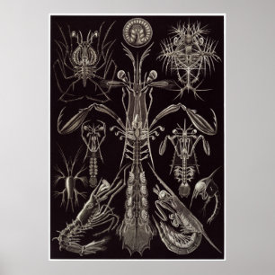 Poster Ernst Haeckel Art Imprimer : Thoracostraca